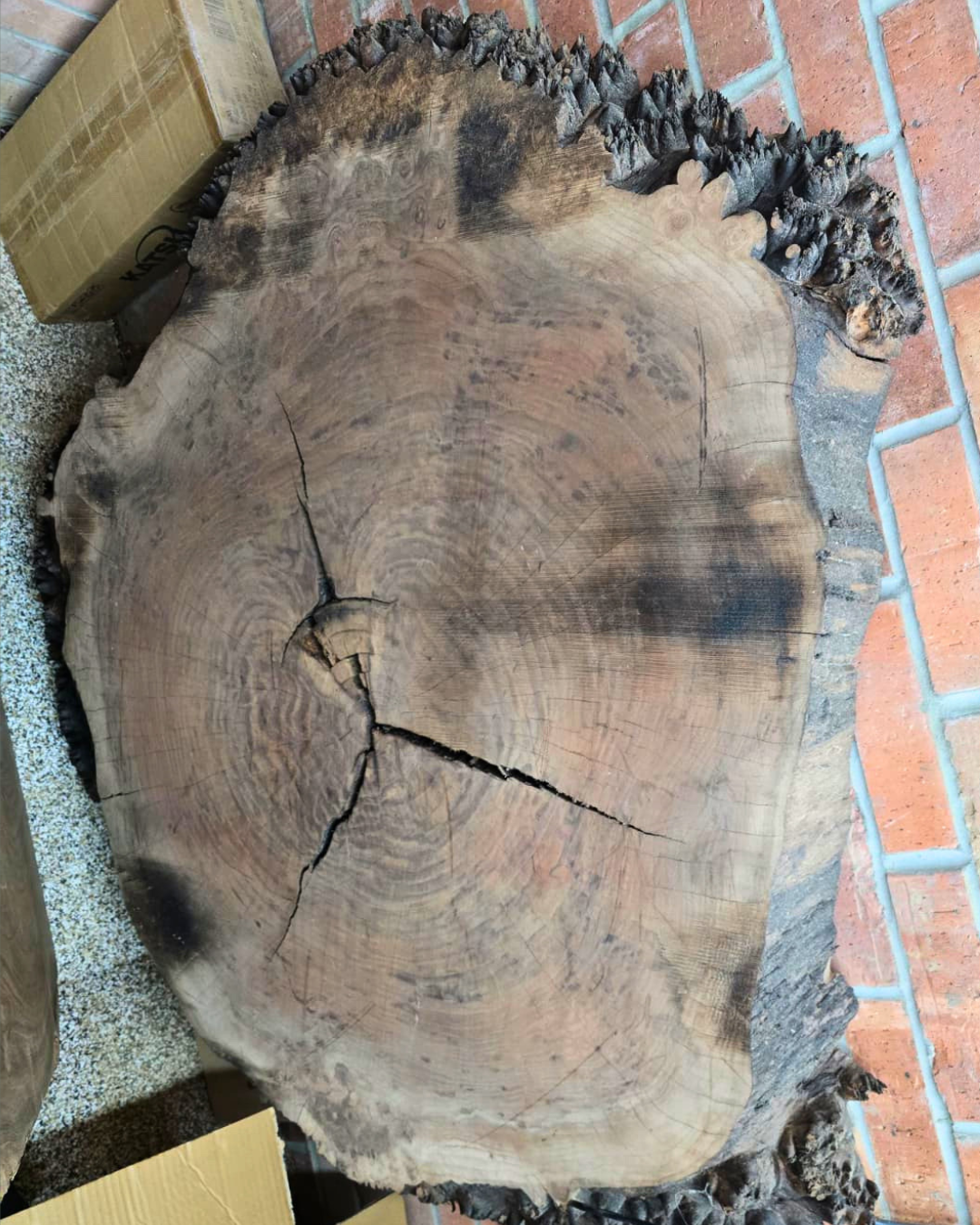 Oregon Black Walnut Burl Round